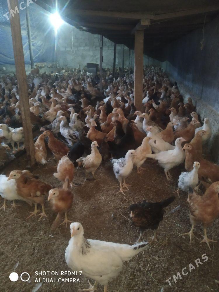 juyje - Ашхабад - img 2