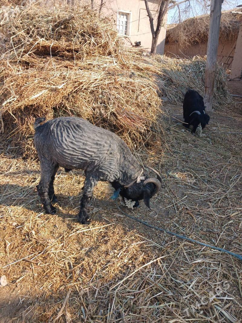 Teke - Gurbansoltan Eje - img 3