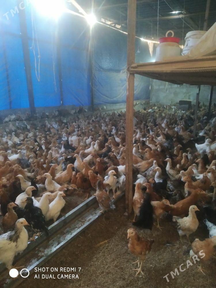 juyje - Ашхабад - img 3