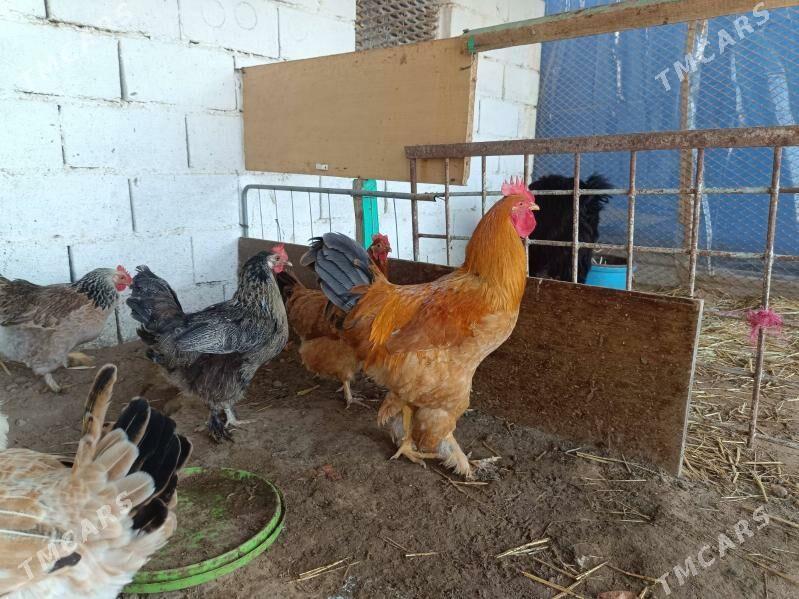 Brama palivi horaz - Туркменбаши - img 3