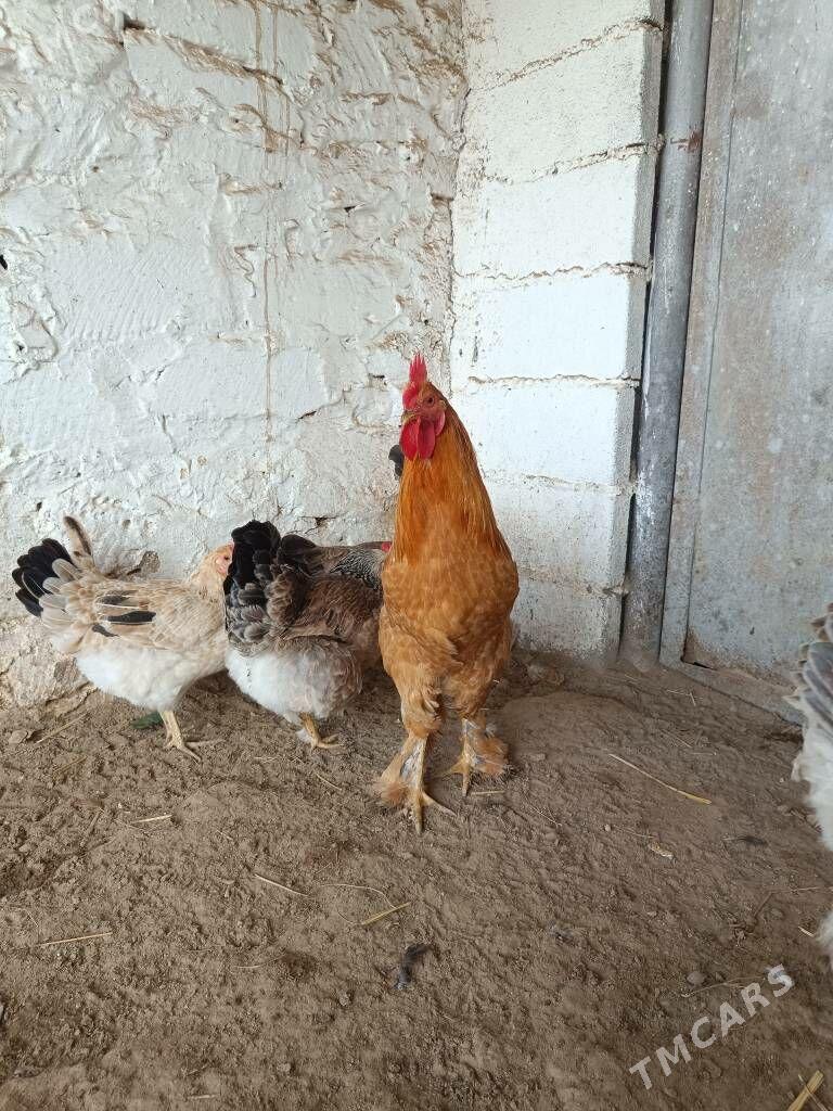 Brama palivi horaz - Туркменбаши - img 4