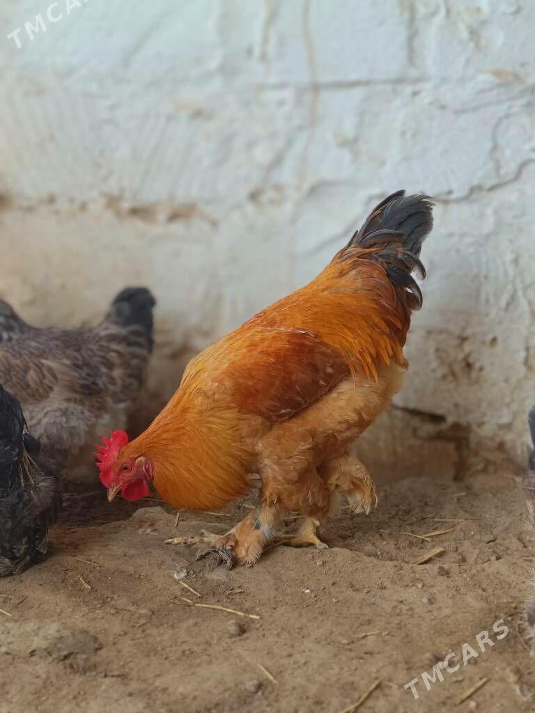 Brama palivi horaz - Туркменбаши - img 2