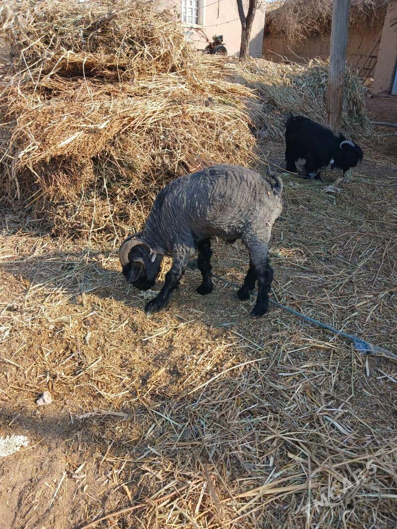 Teke - Gurbansoltan Eje - img 2