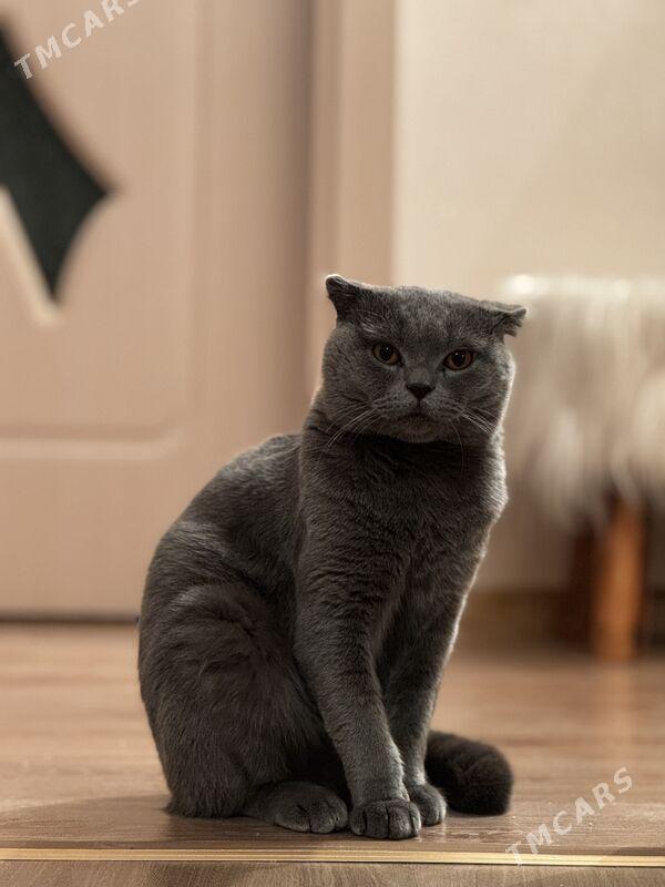 Кот шотландец - Aşgabat - img 1