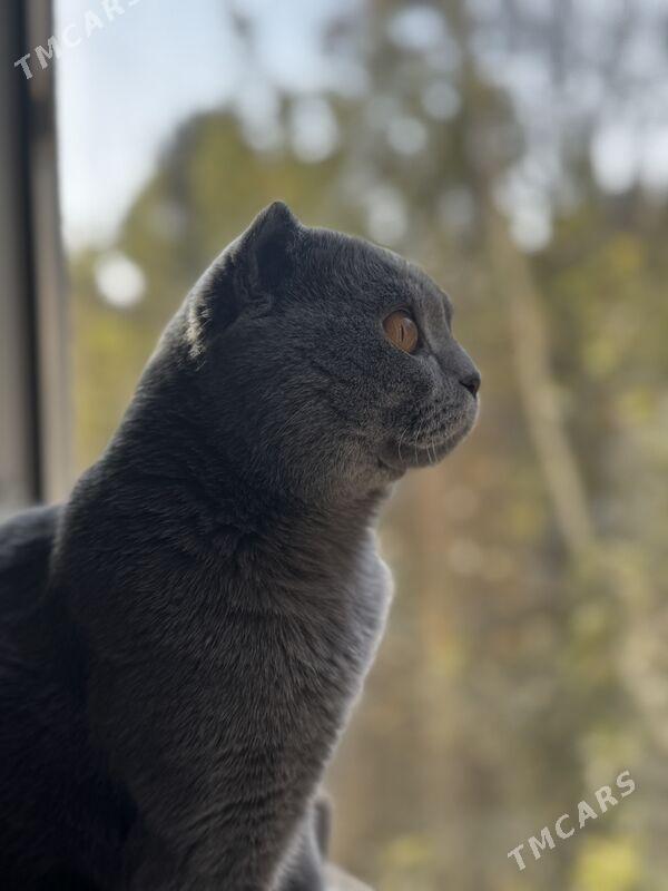 Кот шотландец - Aşgabat - img 2