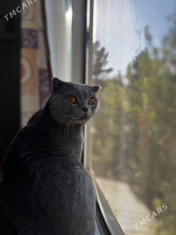 Кот шотландец - Aşgabat - img 3