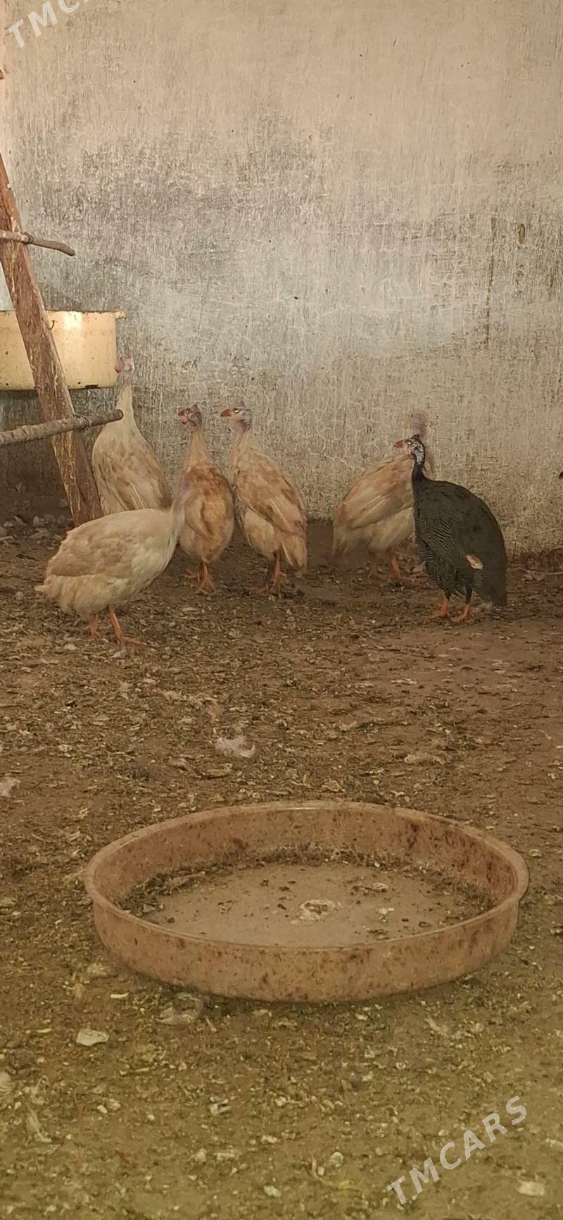 Sesarka - Büzmeýin - img 2