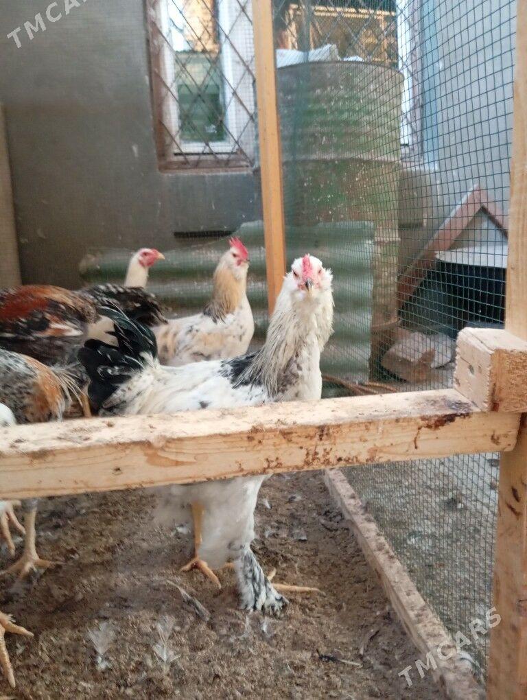 месный хоразлар - Туркменабат - img 2