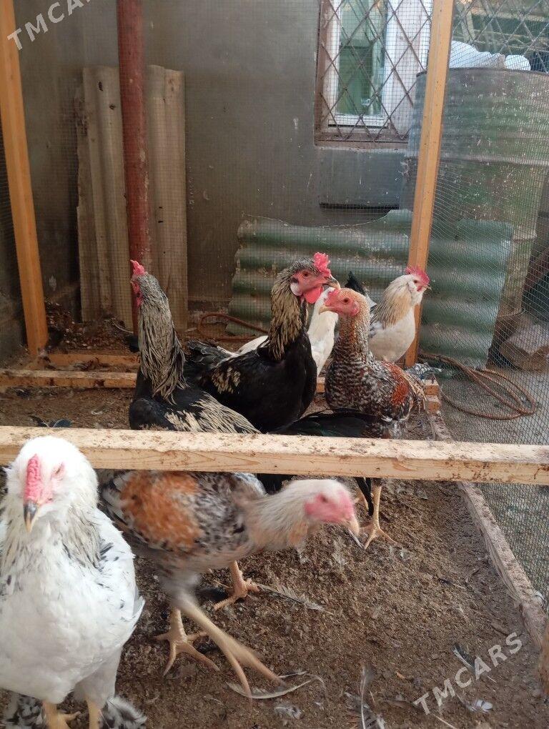 месный хоразлар - Туркменабат - img 4