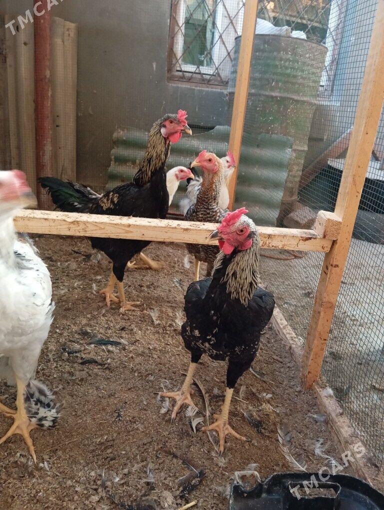 месный хоразлар - Туркменабат - img 6