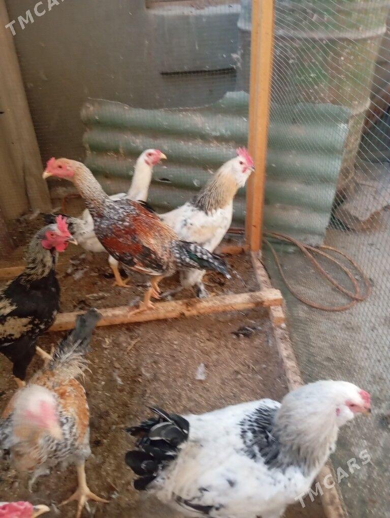 месный хоразлар - Туркменабат - img 3