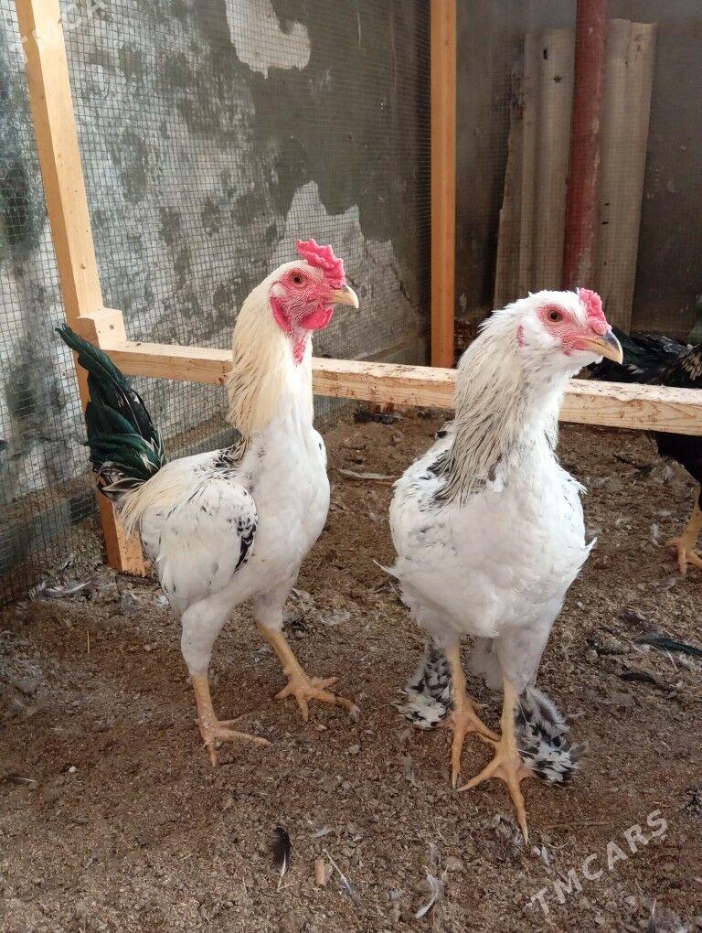 месный хоразлар - Туркменабат - img 5