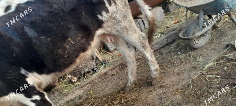 BOGAZ SYGYR - Gökje - img 4