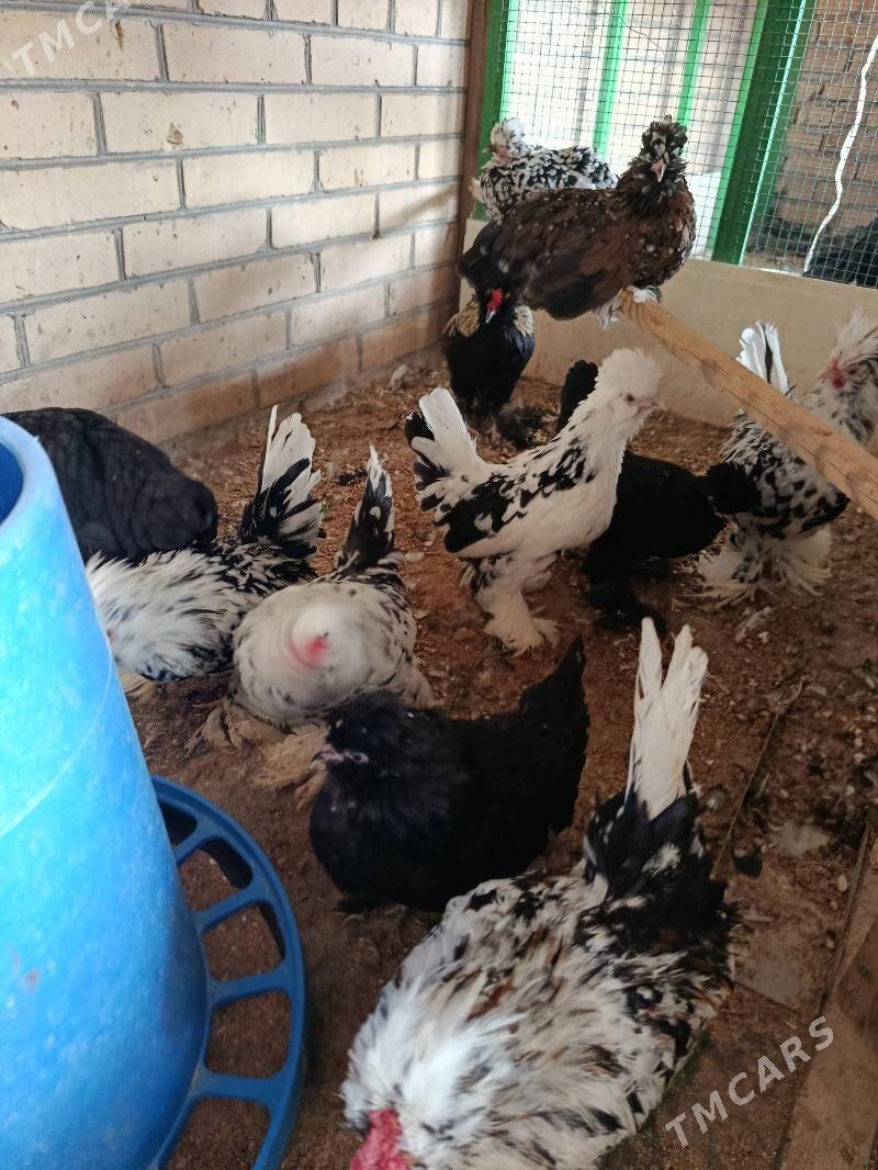 karlik - Türkmenabat - img 2