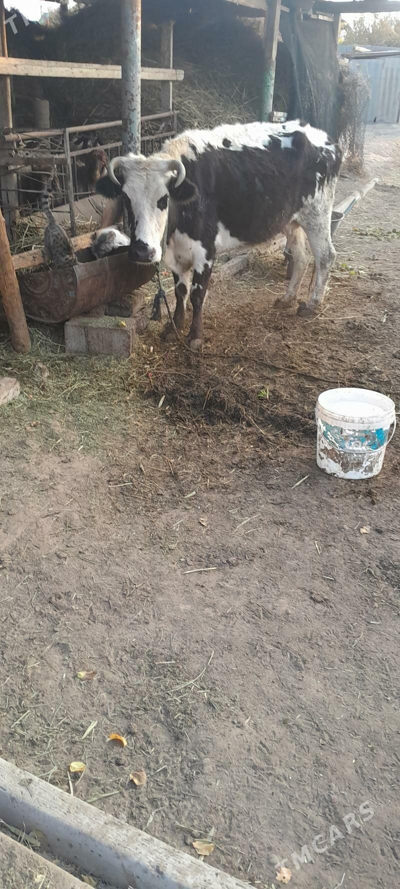 BOGAZ SYGYR - Gökje - img 2