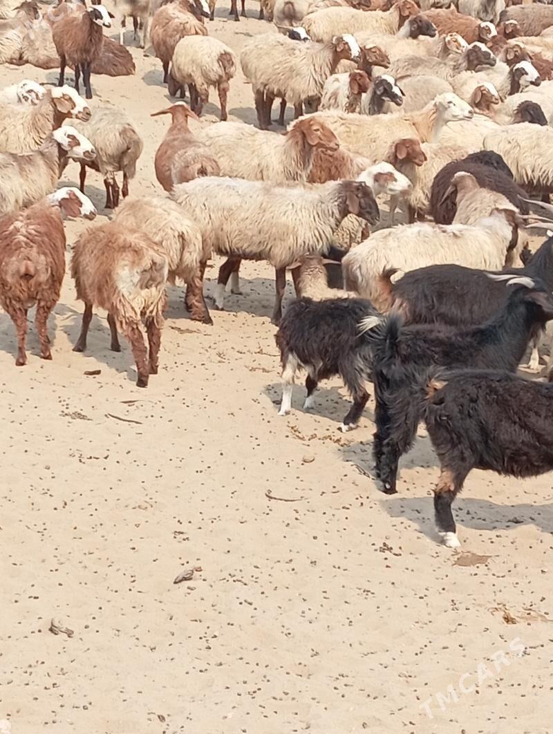 goyun geci yokly - Esenguly - img 2