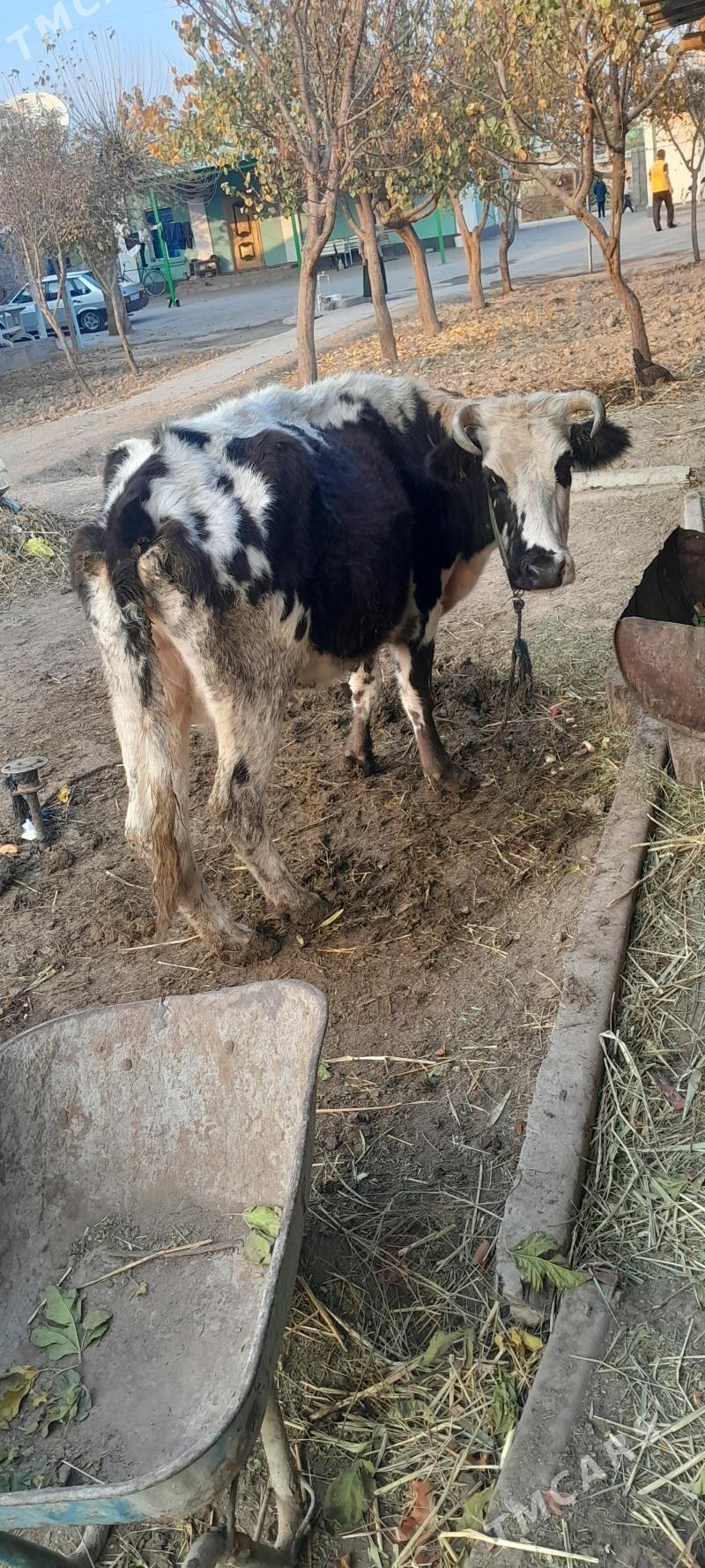 BOGAZ SYGYR - Gökje - img 3