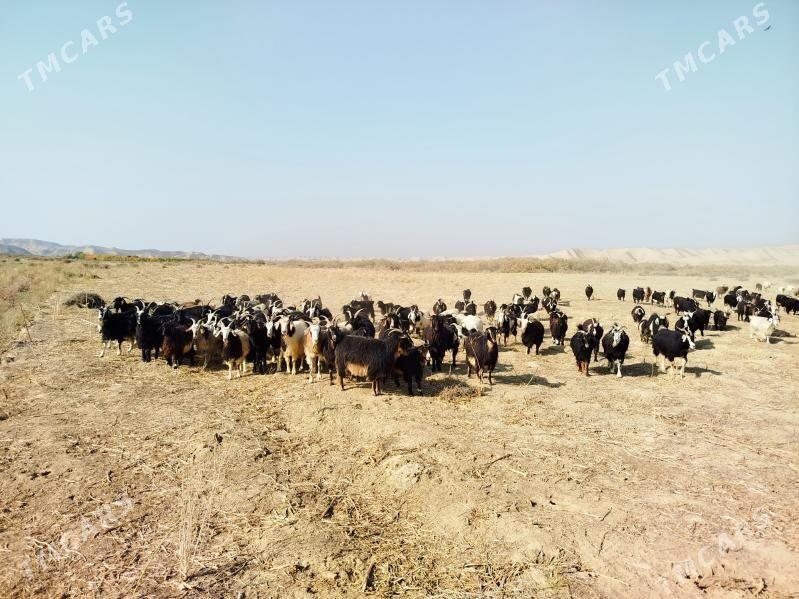 Geçi - Magtymguly - img 3