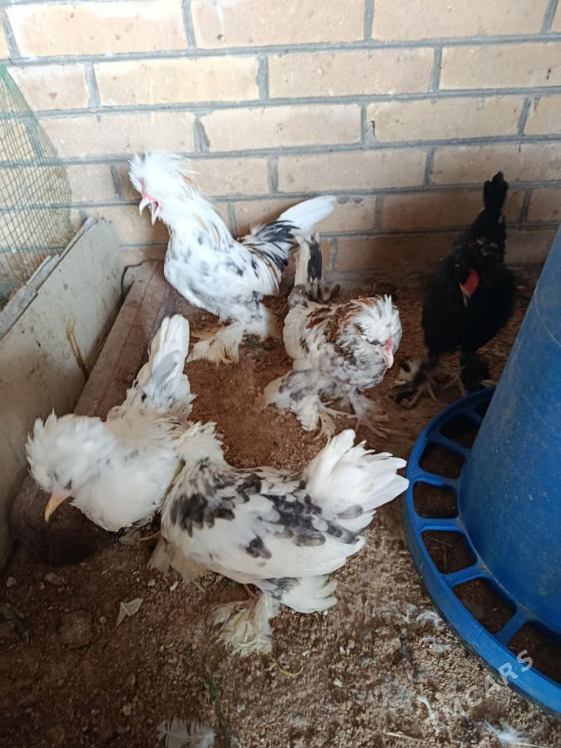 karlik - Türkmenabat - img 1