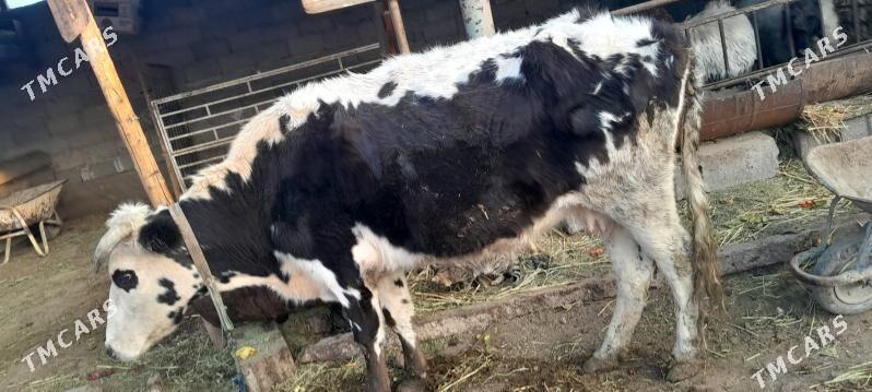 BOGAZ SYGYR - Gökje - img 5