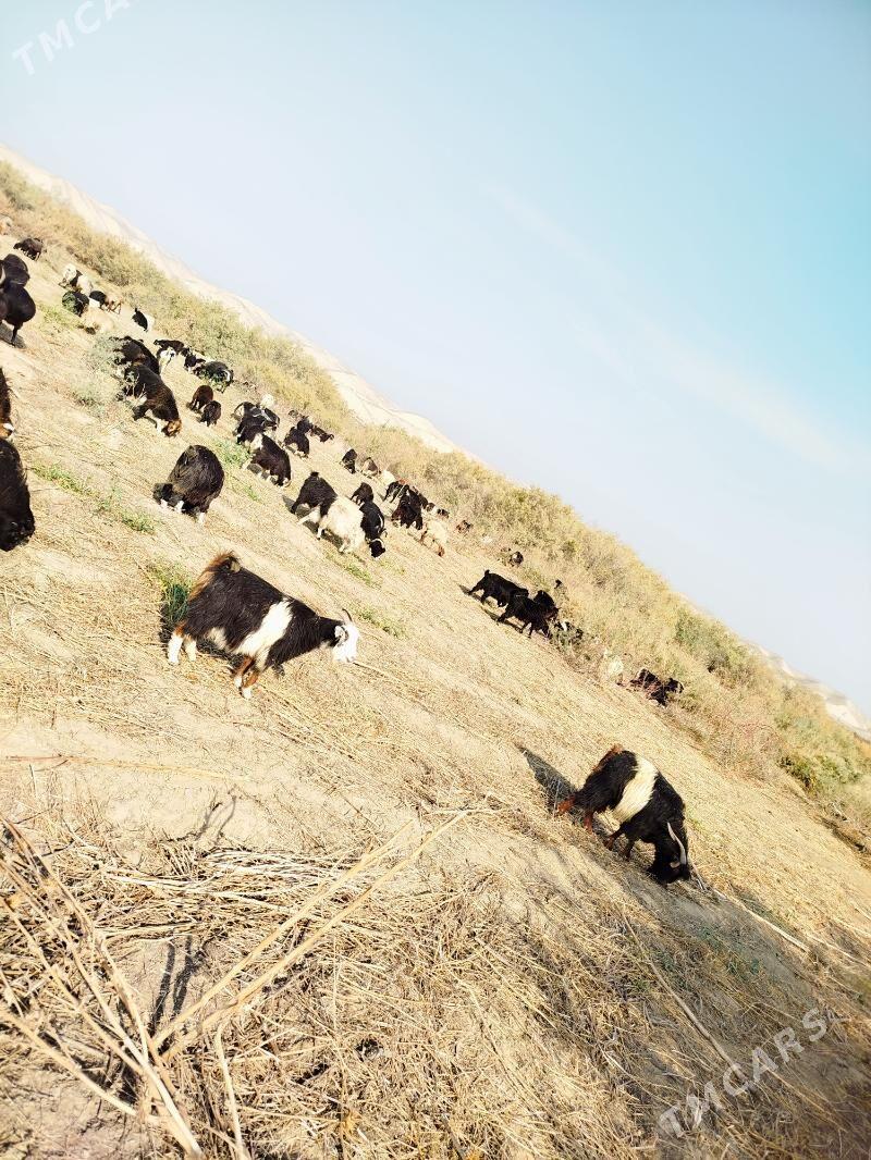 Geçi - Magtymguly - img 2