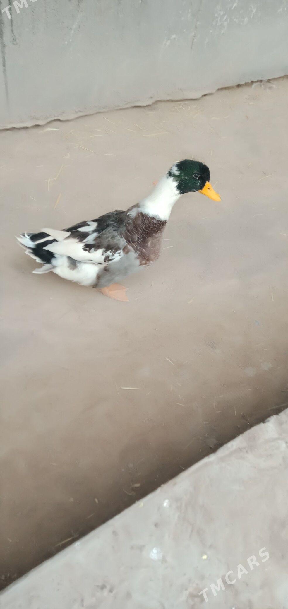 ördek - Çärjew - img 1