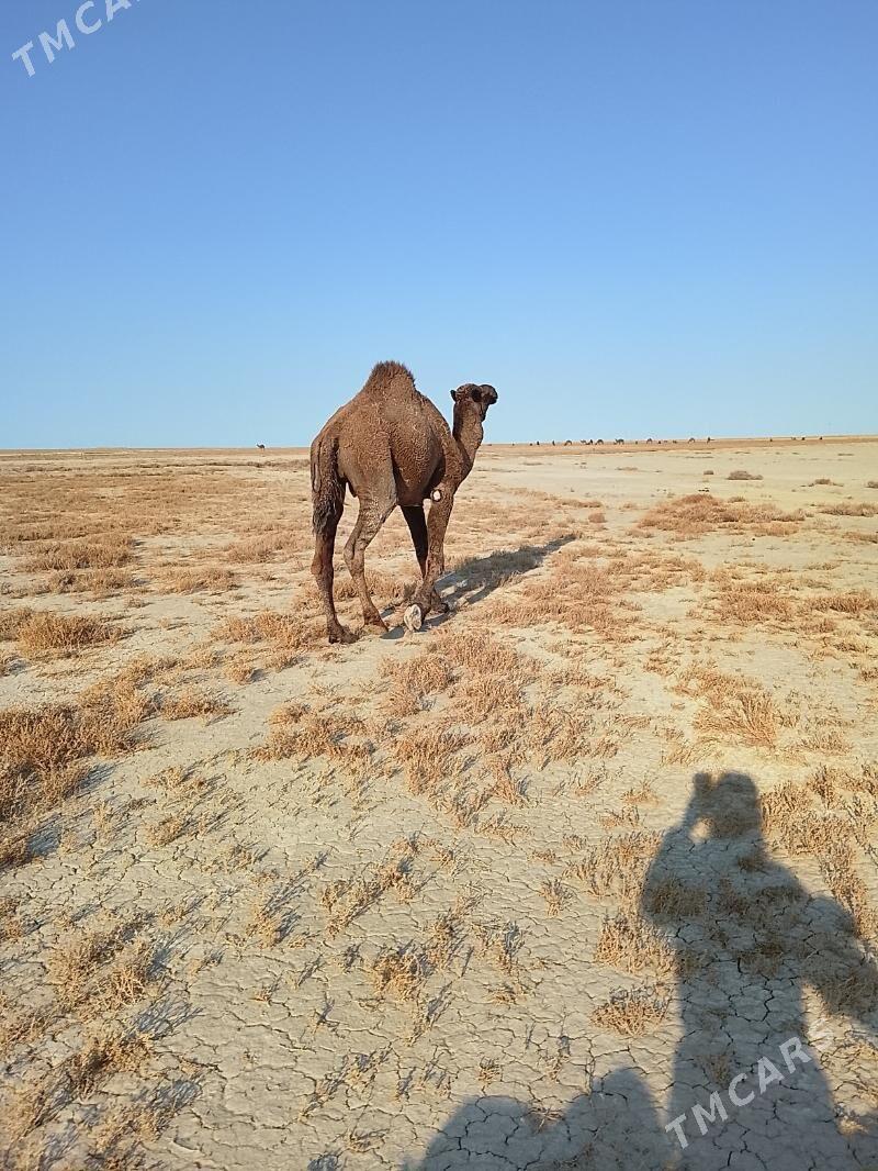 erkek duye - Эсенгулы - img 3