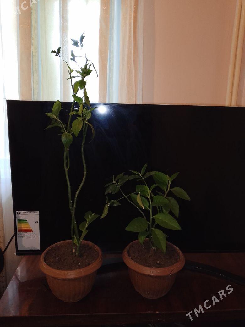 Денежны дерево - Туркменабат - img 2