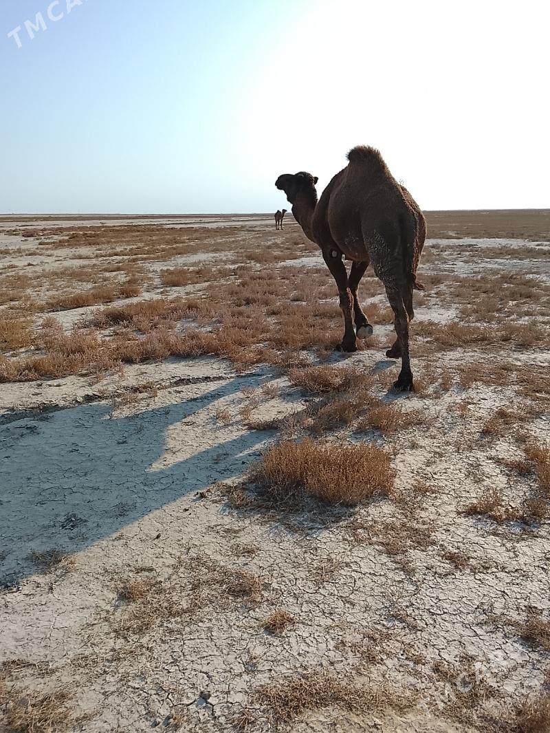 erkek duye - Эсенгулы - img 2