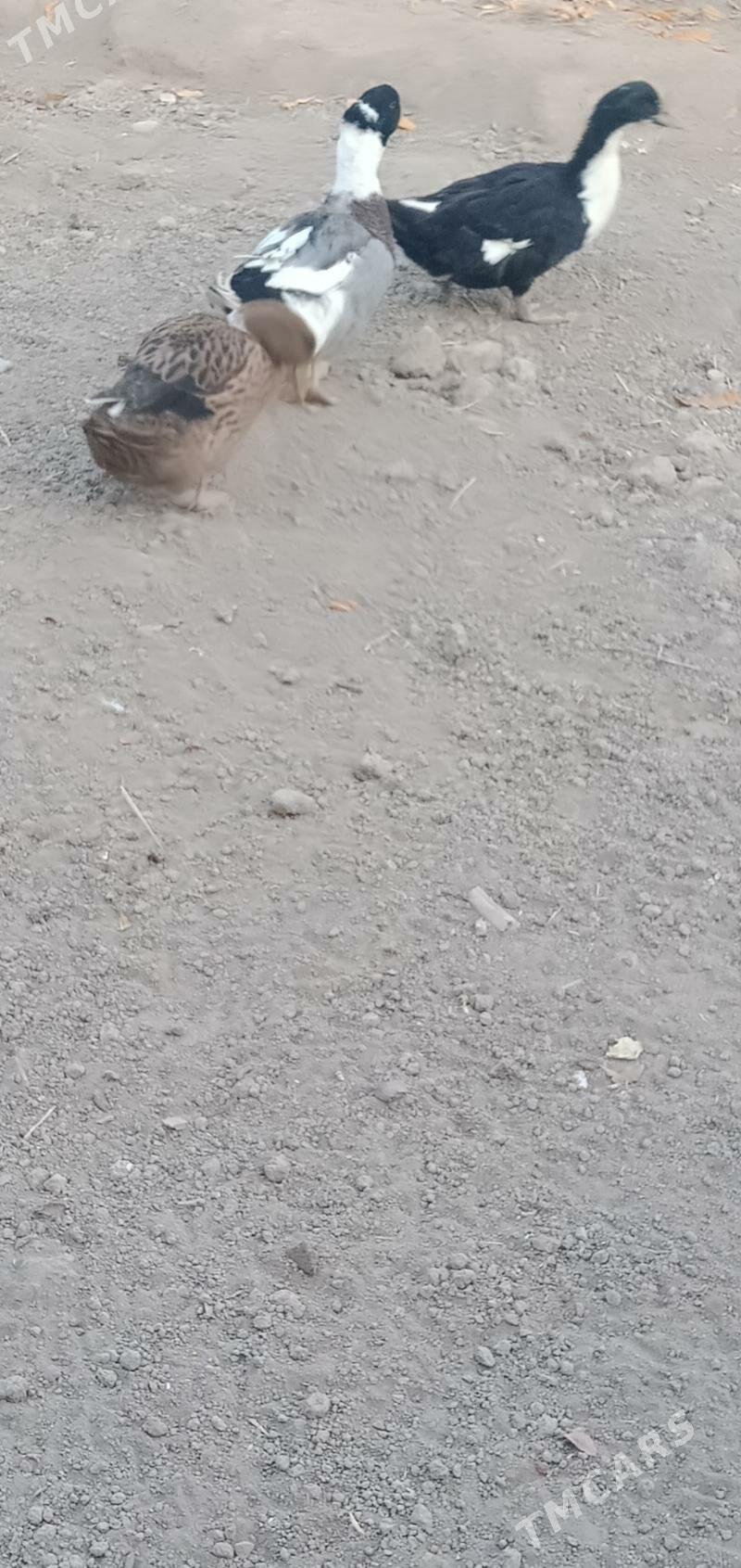 ördek - Çärjew - img 3