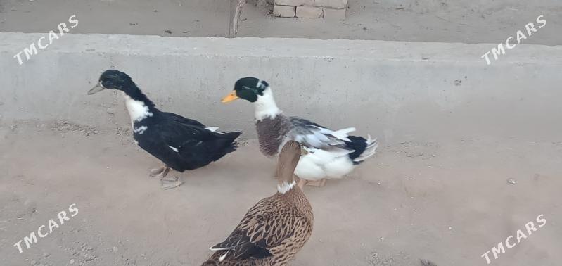 ördek - Çärjew - img 2