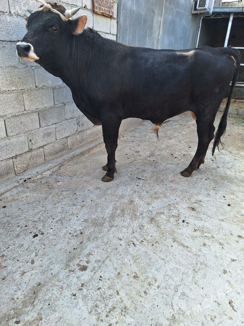 Okuz - Ашхабад - img 2