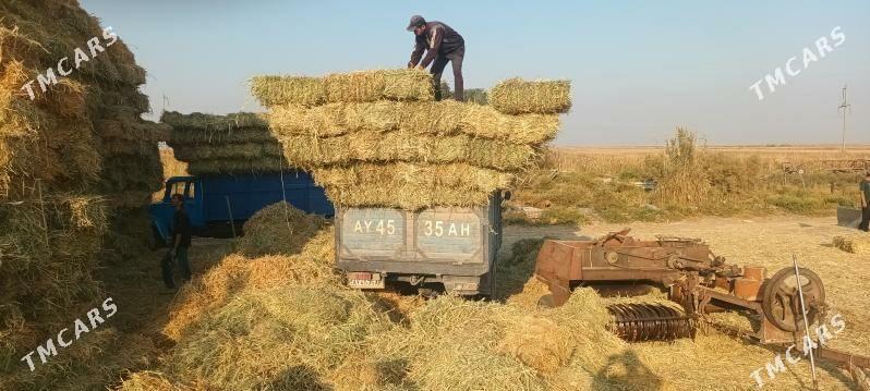 Gökje gamyş - Ak bugdaý etraby - img 3
