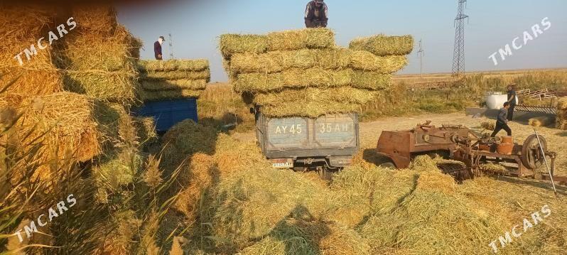 Gökje gamyş - Ak bugdaý etraby - img 2