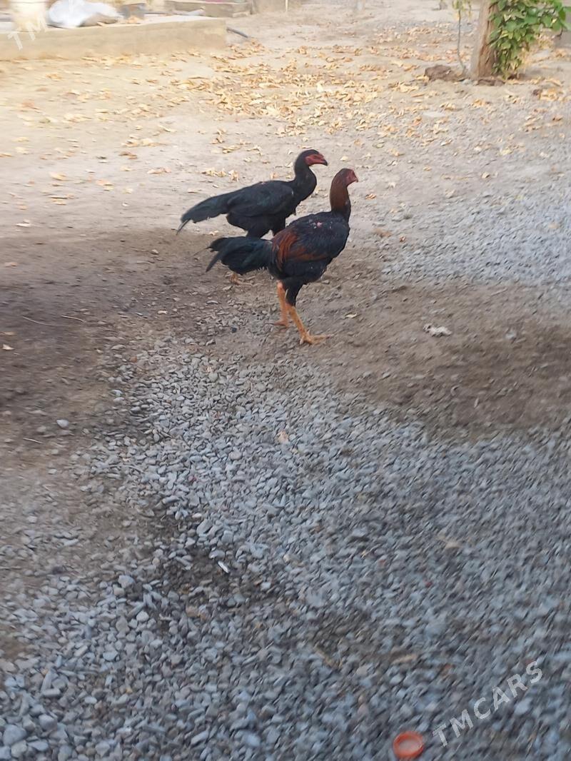 Ташкент хораз 4-ай болуп гечен - Бахарден - img 3