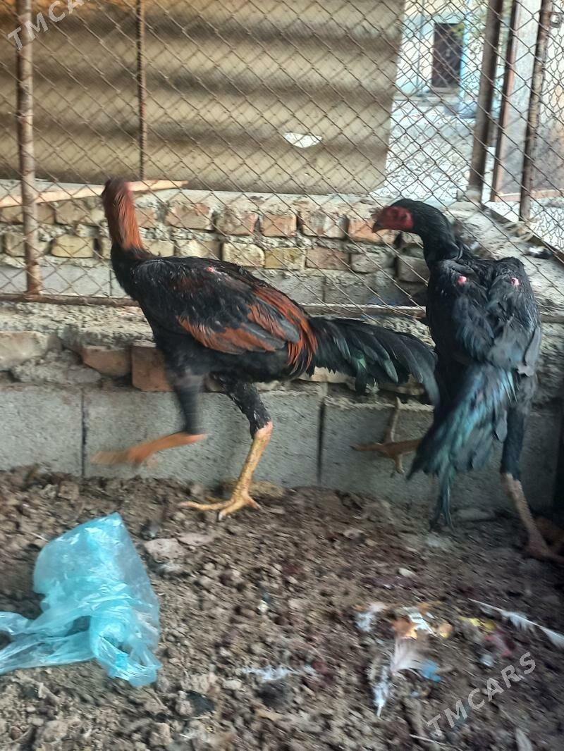 Ташкент хораз 4-ай болуп гечен - Бахарден - img 4