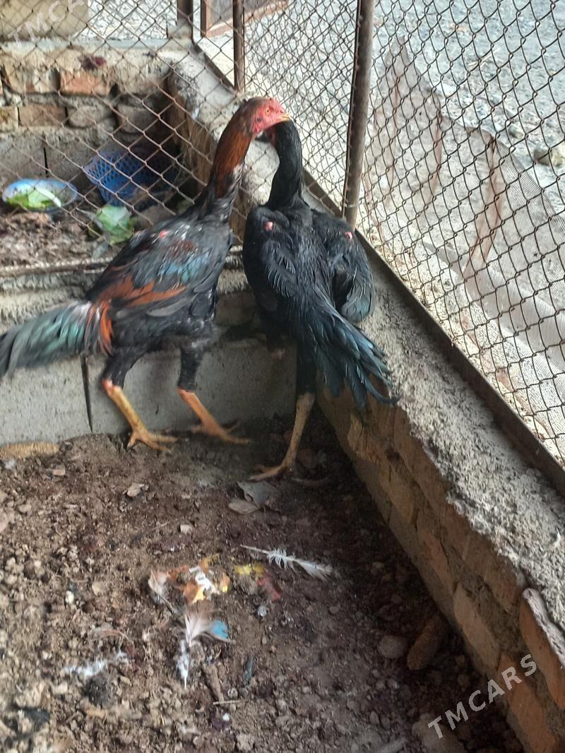 Ташкент хораз 4-ай болуп гечен - Бахарден - img 1