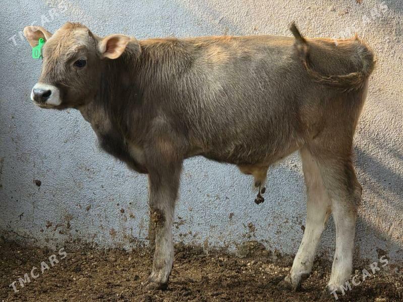 Şiwet Ökuzçe - Köşi - img 1