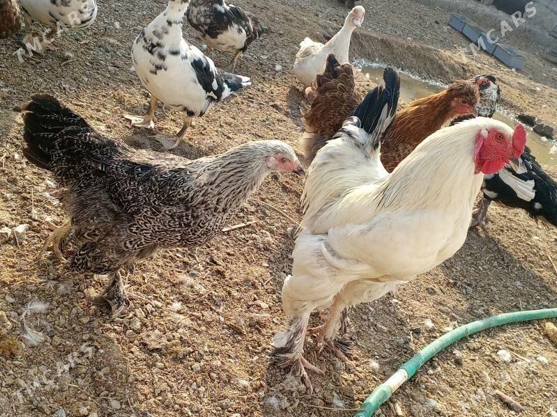 towuk - Büzmeýin - img 2