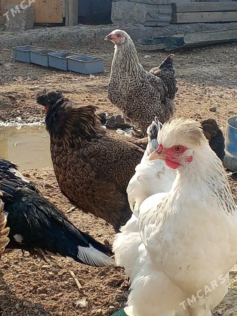 towuk - Büzmeýin - img 1