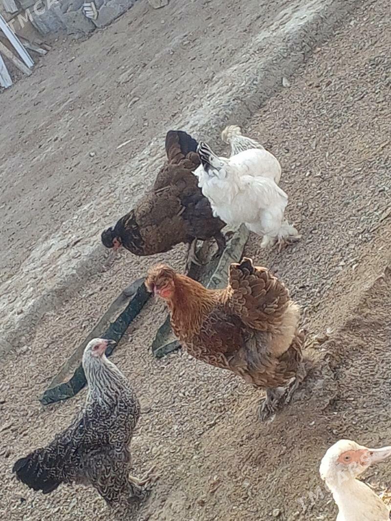 towuk - Büzmeýin - img 3