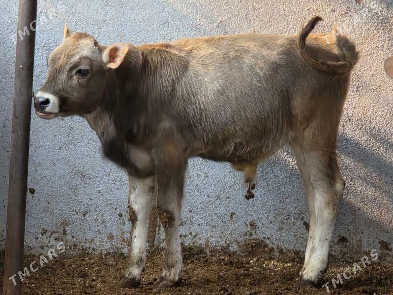 Şiwet Ökuzçe - Köşi - img 2