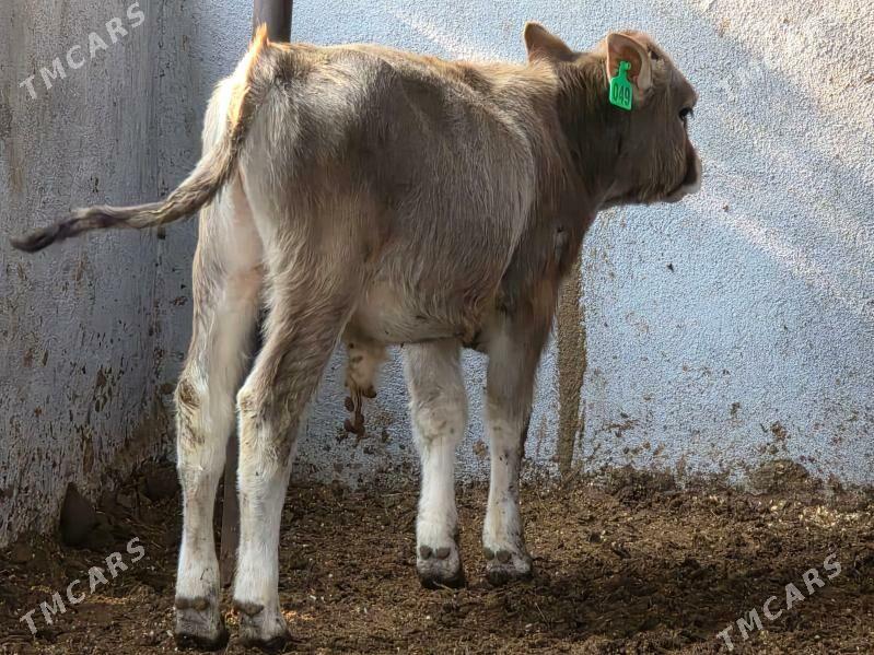 Şiwet Ökuzçe - Köşi - img 3