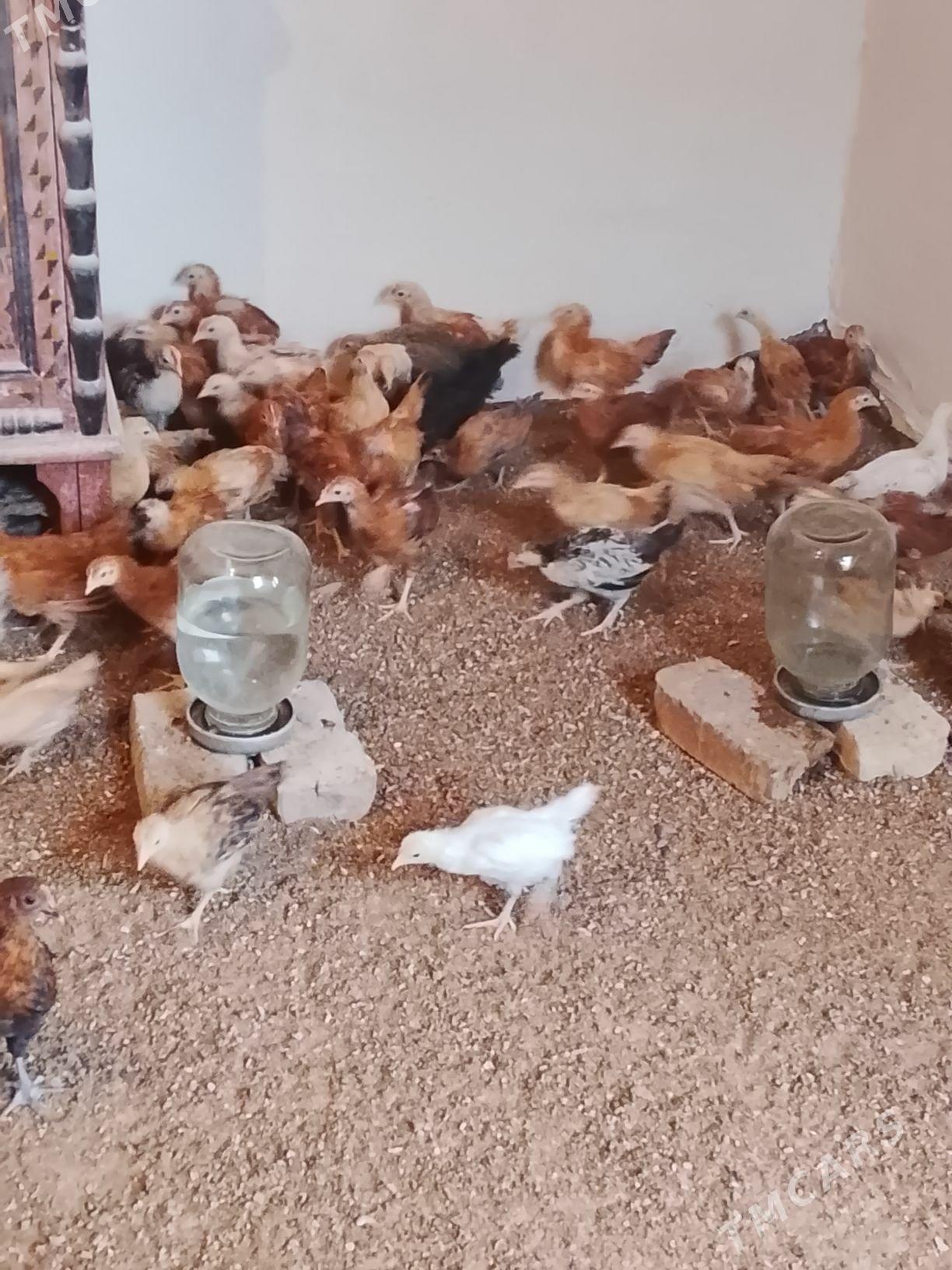 jüýjeler - Gökdepe - img 2