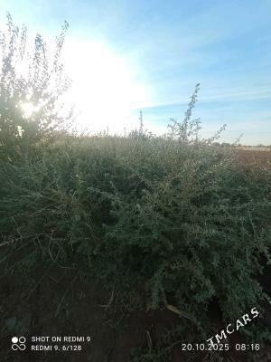   BAGLAR   - Büzmeýin GRES - img 4