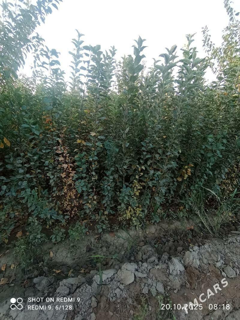   BAGLAR   - Büzmeýin GRES - img 3