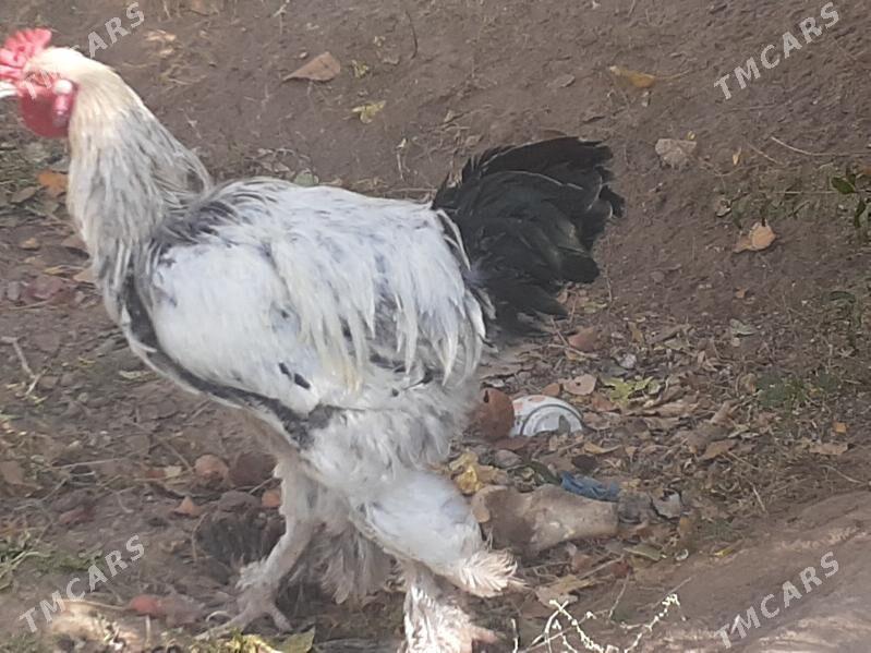 Brama - Халач - img 8