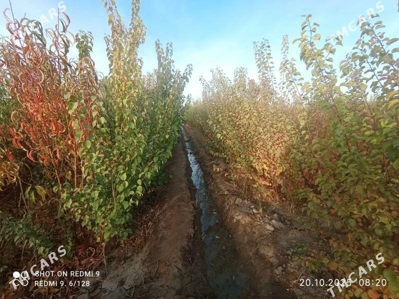   BAGLAR   - Büzmeýin GRES - img 6