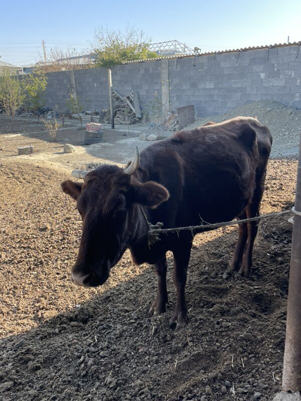 sygyr - Bäherden - img 2