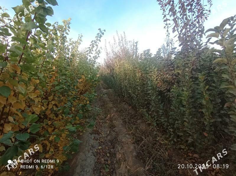   BAGLAR   - Büzmeýin GRES - img 8